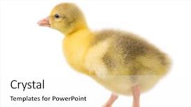  Presentation with geese - Amazing presentation theme having white background nice geese backdrop and a white colored foreground