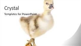  Presentation with geese - Theme having white background nice geese background and a white colored foreground