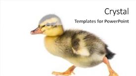  Presentation with cute duck - PPT theme having white background nice small bird background and a  colored foreground