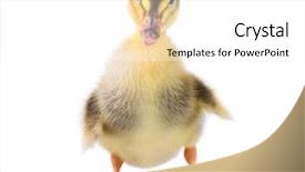  Presentation with cute duck - Slides enhanced with white background nice small bird background and a white colored foreground