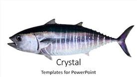  Presentation with tuna fish - Audience pleasing slide deck consisting of white background real fish backdrop and a white colored foreground