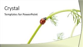  Presentation with chamomile - Presentation theme with white background red simple - close up of a ladybug background and a white colored foreground