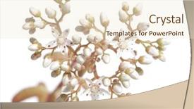  Presentation with floral - Slides enhanced with lovely floral details and design elements background and a cream colored foreground