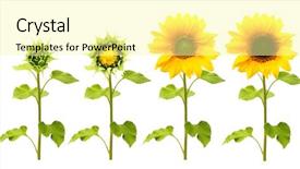  Presentation with plant growth - PPT theme with white background stages of growth background and a blonde colored foreground