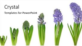  Presentation with plant growth - Colorful slides enhanced with white background stages of growth backdrop and a white colored foreground