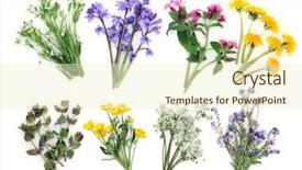  Presentation with forget - Amazing PPT theme having white background stichwort bluebell backdrop and a cream colored foreground