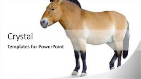  Presentation with white horse - PPT layouts with white background the little background and a white colored foreground