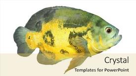  Presentation with oscar - Presentation design consisting of claims concept on the tablet pc screen held by businessman hands - online top view background and a tawny brown colored foreground