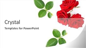 Presentation with red floral - Cool new presentation with white background top view free backdrop and a white colored foreground