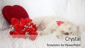  Presentation with valentines day - Amazing PPT layouts having white background valentines day heart backdrop and a lemonade colored foreground