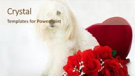  Presentation with valentines day - Slides having white background valentines day heart background and a lemonade colored foreground