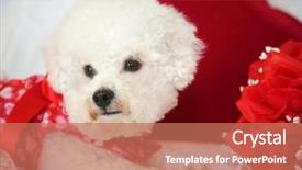  Presentation with valentines day - PPT layouts featuring white background valentines day heart background and a coral colored foreground