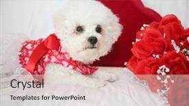  Presentation with valentines day - Cool new slides with white background valentines day heart backdrop and a lemonade colored foreground