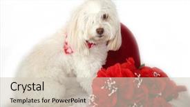  Presentation with valentines day - Amazing PPT layouts having white background valentines day heart backdrop and a soft green colored foreground