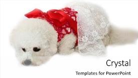  Presentation with valentines day - Slide deck consisting of white background valentines day heart background and a white colored foreground