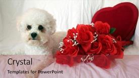  Presentation with valentines day - Beautiful theme featuring white background valentines day heart backdrop and a red colored foreground