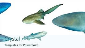  Presentation with shark - Cool new theme with white background whale shark leopard backdrop and a cool aqua colored foreground