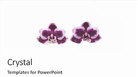  Presentation with orchids orchid red orchid orchid - Presentation theme having white background with clipping path background and a white colored foreground