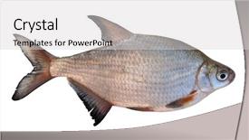  Presentation with silver fern black white flag - Slides enhanced with white background with detailed accurate background and a  colored foreground