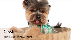  Presentation with close up of bark - Amazing PPT theme having white background with tongue expose backdrop and a coral colored foreground