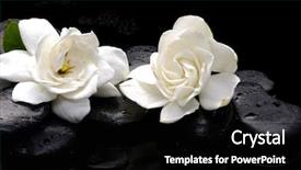  Presentation with stones - PPT theme with white balance - therapy stones with two camellia background and a black colored foreground