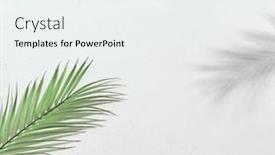  Presentation with minimal - Presentation theme featuring white-banner-with-palm-leaves background and a sky blue colored foreground