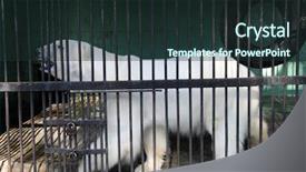  Presentation with cage - Colorful presentation theme enhanced with white bear closed in zoo backdrop and a tawny brown colored foreground