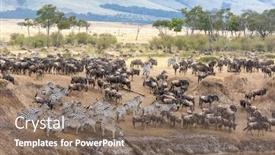 Presentation with great migration - Beautiful presentation featuring white-bearded-wildebeest-and-plains backdrop and a violet colored foreground