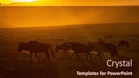  Presentation with walking - Presentation theme with white-bearded-wildebeest-connochaetes-taurinus background and a wine colored foreground