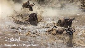  Presentation with river journey - Theme with white-bearded-wildebeest-crossing background and a gray colored foreground