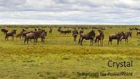  Presentation with serengeti africa - Beautiful slides featuring white bearded wildebeest migration backdrop and a gold colored foreground
