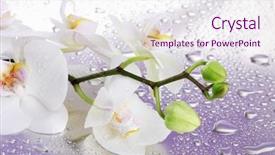  Presentation with orchid - Presentation theme enhanced with white beautiful orchid with drops on purple background background and a sky blue colored foreground