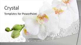  Presentation with orchids - PPT theme enhanced with white beautiful orchids with drops background and a white colored foreground