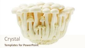  Presentation with mushroom - PPT layouts enhanced with white-beech-japanese-mushroom-bunapi background and a lemonade colored foreground