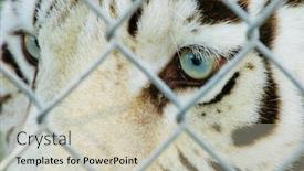  Presentation with blue eyes - PPT theme with white bengal tiger in cage background and a soft green colored foreground
