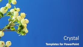  Presentation with decor - Audience pleasing PPT theme consisting of white-berries-for-decor backdrop and a ocean colored foreground