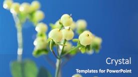  Presentation with decor - Theme with white-berries-for-decor background and a ocean colored foreground