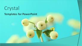  Presentation with decor - Amazing PPT layouts having white-berries-for-decor backdrop and a arctic colored foreground