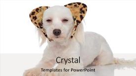  Presentation with animal print - PPT layouts featuring white bichon wearing animal print background and a  colored foreground