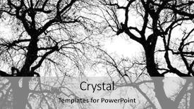  Presentation with black white tree - PPT layouts enhanced with white big oak tree background and a light gray colored foreground