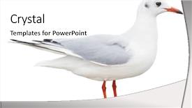  Presentation with seagull - Audience pleasing presentation design consisting of many seagulls standing - white bird seagull isolated backdrop and a white colored foreground
