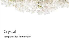  Presentation with bougainvillea - Audience pleasing slide set consisting of white blooming bougainvillea isolated backdrop and a white colored foreground