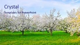  Presentation with springtime - Audience pleasing theme consisting of white blossom of apple trees backdrop and a sky blue colored foreground