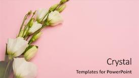  Presentation with pink and white - Slide deck featuring white blossoming eustoma on pink background and a  colored foreground