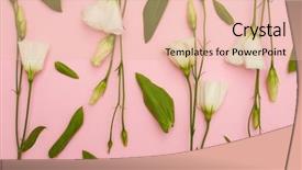  Presentation with white lotus flower - PPT layouts enhanced with white blossoming eustoma on pink background and a  colored foreground