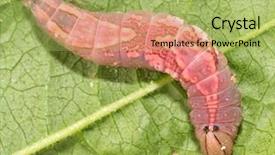  Presentation with pink white - Beautiful presentation featuring white-blotched heterocampa moth caterpillar backdrop and a mint green colored foreground