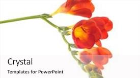  Presentation with red hibiscus rosa sinensis flower - Amazing presentation theme having white blue border - red flower backdrop and a white colored foreground