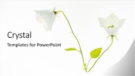  Presentation with cfd white - Amazing theme having white bluebells on the white backdrop and a white colored foreground