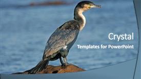  Presentation with coastal - Audience pleasing PPT theme consisting of white-breasted cormorant phalacrocorax carbo on coastal rocks south africa backdrop and a teal colored foreground