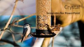  Presentation with bird sparrow - Presentation theme having white-breasted-nuthatch-and-sparrow background and a gold colored foreground